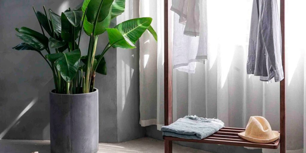 Planta de hojas grandes en una matera gris junto a un perchero de madera con ropa y un sombrero, frente a cortinas blancas